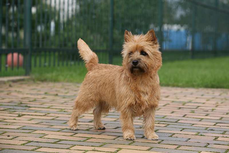 cairn-terrier-standing-in-yard