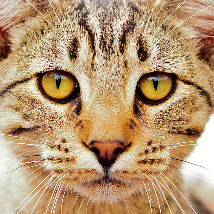 cat-eyes-close-up-thumb-700×700