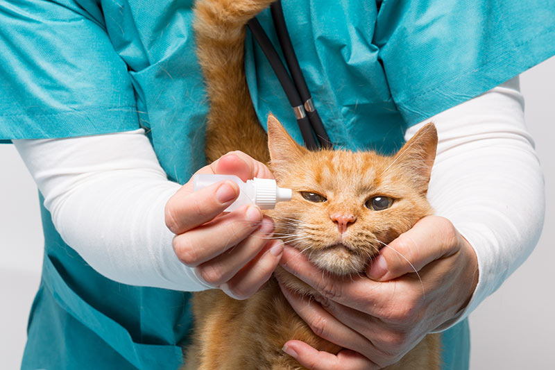 cat getting eye drops