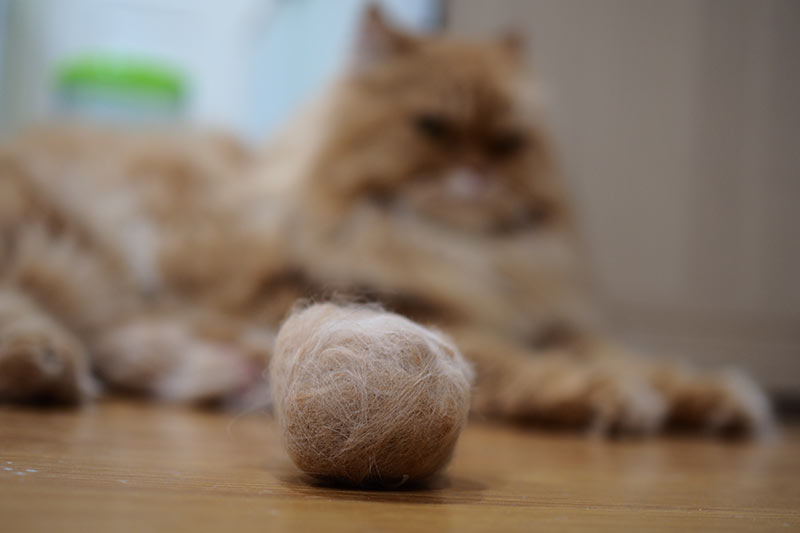 cat hair ball hairball Trichobezoars