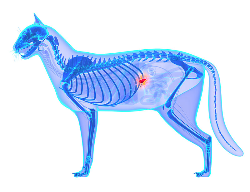 cat pancreas location illustration rectangle