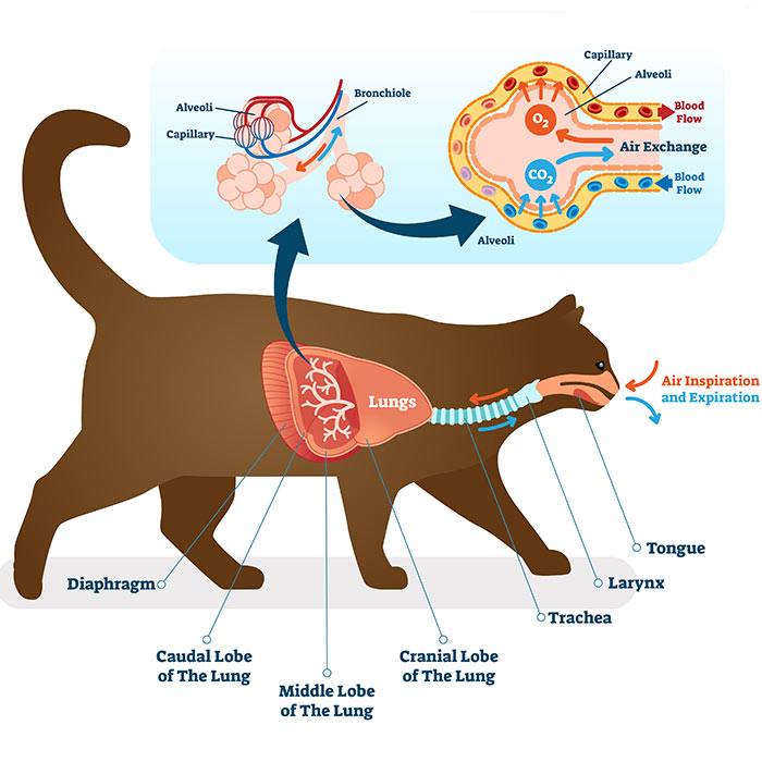 Cat Respiratory System Bow Wow Meow Pet Insurance