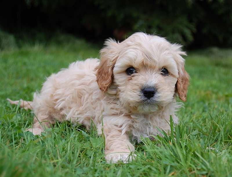 Cavoodle Bow Wow Meow Pet Insurance