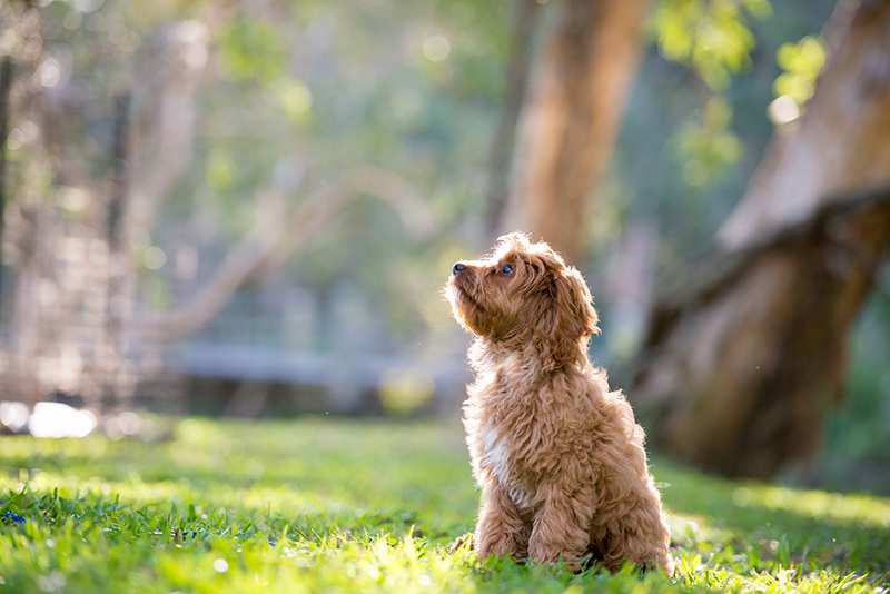 cavoodle-puppy-sitting-in-park Cavoodle Bow Wow Meow Pet Insurance