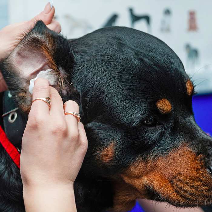 cleaning-ears-rottweiler-dog-700x700