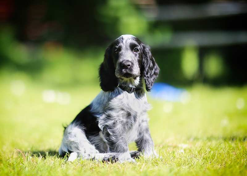 Cocker Spaniel Bow Wow Meow Pet Insurance