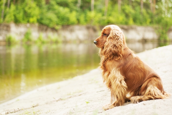 Cocker Spaniel Bow Wow Meow Pet Insurance