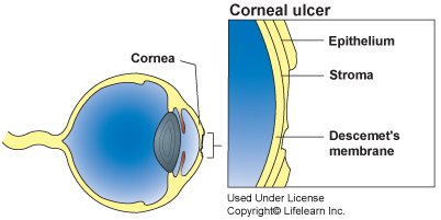 Cornelia Ulcer in Dogs Illustration