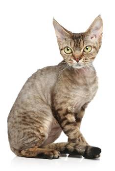 Cornish Rex Cat