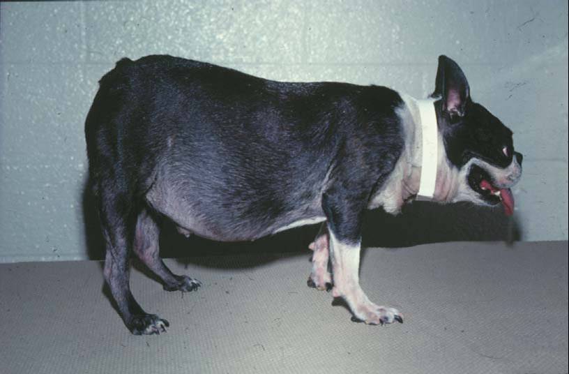 Dog with hyperadrenocorticism (cushing's disease)