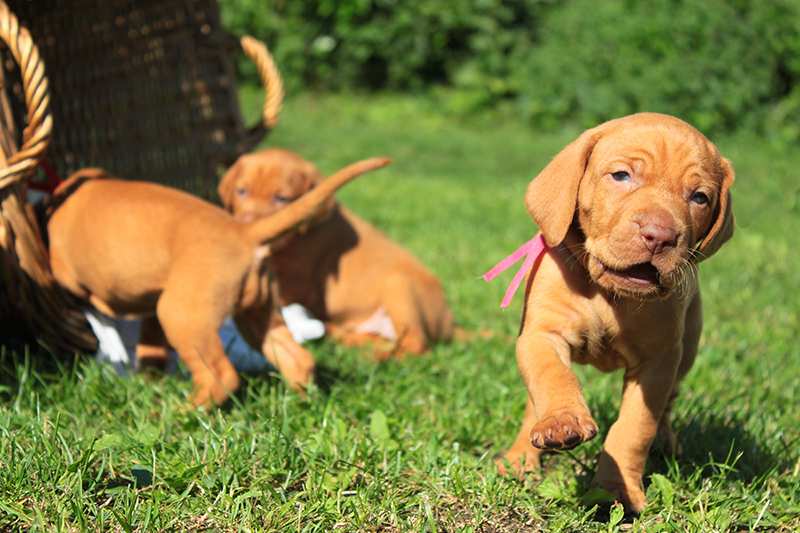 cute-hungarian-vizsla-puppies-in-garden Hungarian Vizsla Bow Wow Meow Pet Insurance