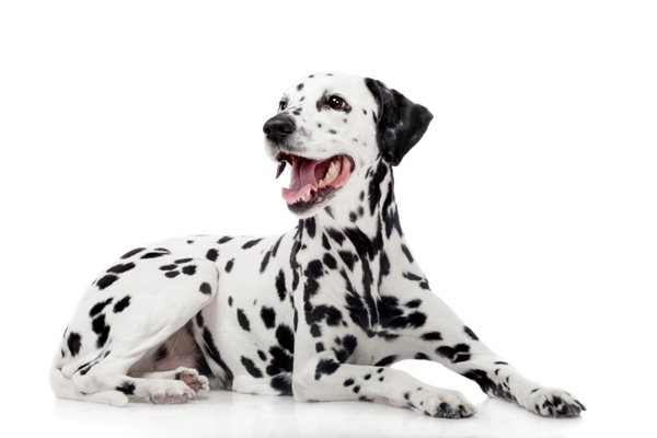 Dalmatian Lying Down Dalmatian Bow Wow Meow Pet Insurance