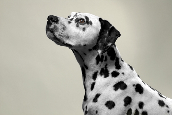 Dalmatian Bow Wow Meow Pet Insurance