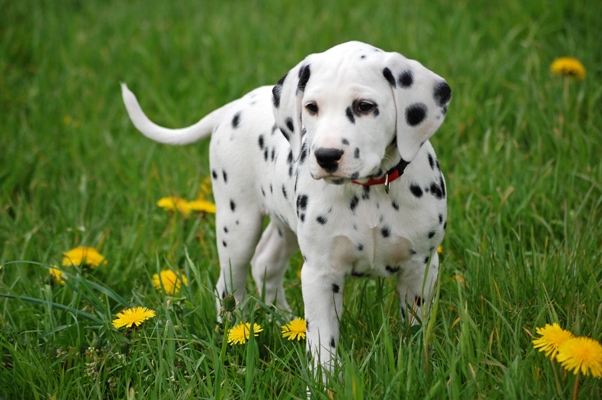 Dalmatian Dalmatian Bow Wow Meow Pet Insurance