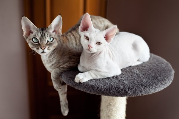 Devon Rex Devon Rex Cat Bow Wow Meow Pet Insurance