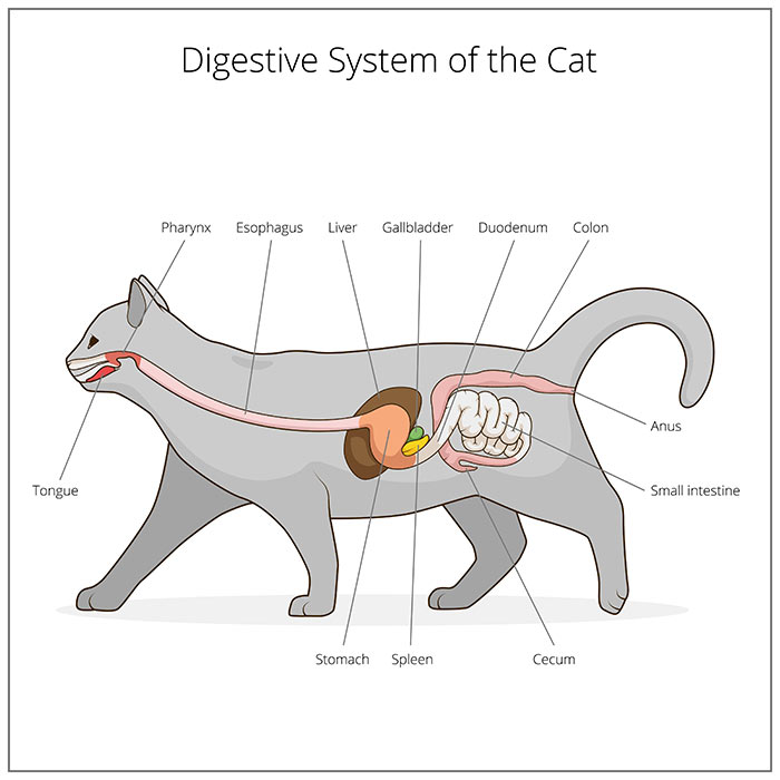 digestive-system-cat-illustration-1