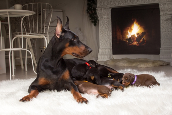 Doberman Doberman Bow Wow Meow Pet Insurance