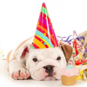 dog-birthday-party-bulldog-puppy-birthday-muffin