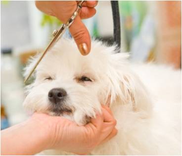 Dog grooming