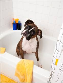 Dog in the bath