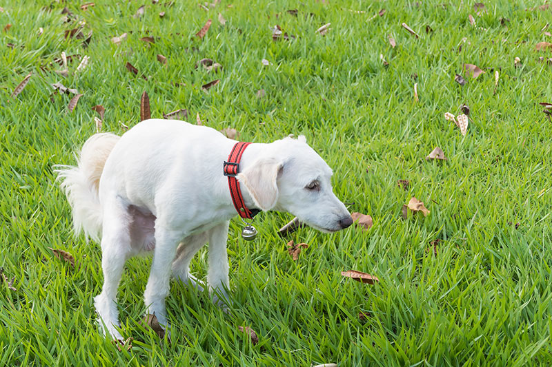 Diarrhoea in dogs and cats Bow Wow Meow