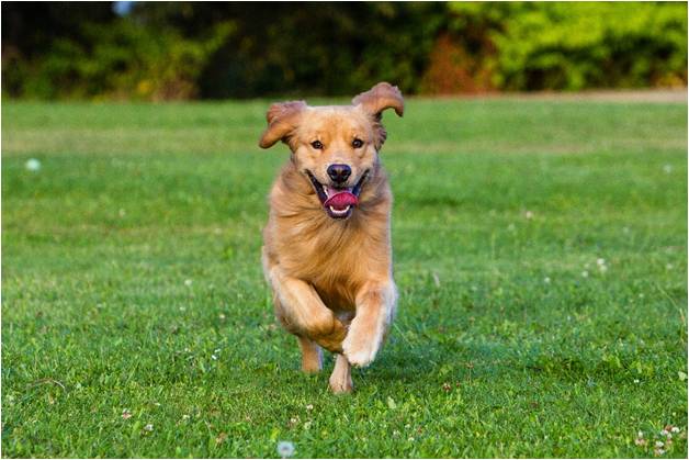 Dog running