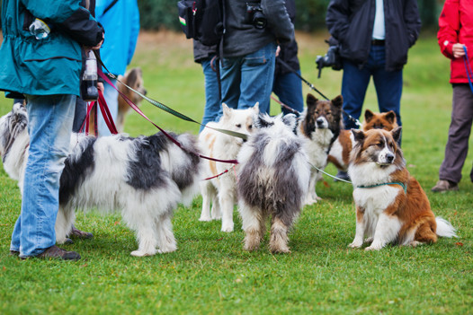 dogowners-meeting