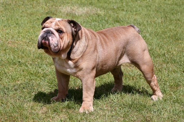 British English Bulldog Bow Wow Meow Pet Insurance