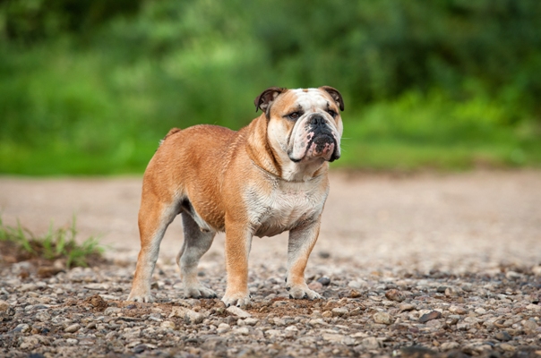 British English Bulldog Bow Wow Meow Pet Insurance