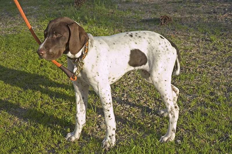 english-pointer-outdoors-on-leash English Pointer Bow Wow Meow Pet Insurance