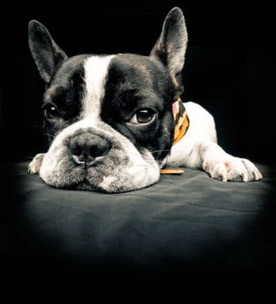 French Bulldog Lying Down French Bulldog Bow Wow Meow Pet Insurance