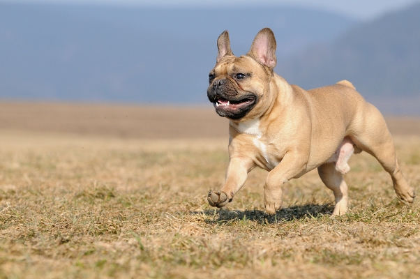 French Bulldog Running French Bulldog Bow Wow Meow Pet Insurance