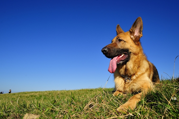 German Shepherd in the Grass German Shepherd Bow Wow Meow Pet Insurance