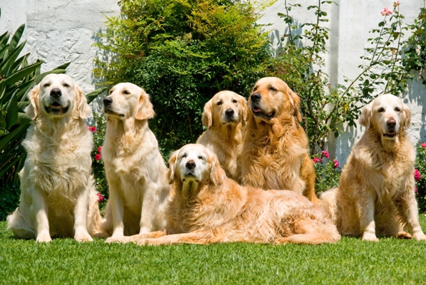 Golden Retrievers Golden Retriever Bow Wow Meow Pet Insurance