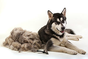 hair-loss-husky-brushed-next-to-hair