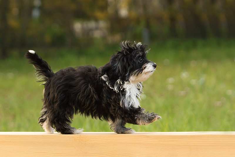 havanese-dog-doing-agility-dogwalk- Havanese Dog Bow Wow Meow Pet Insurance