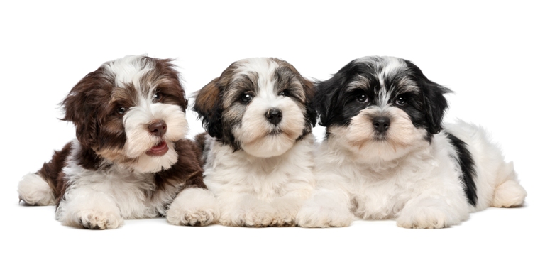 Havanese Puppies Havanese Dog Bow Wow Meow Pet Insurance