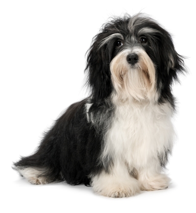 Havanese Havanese Dog Bow Wow Meow Pet Insurance