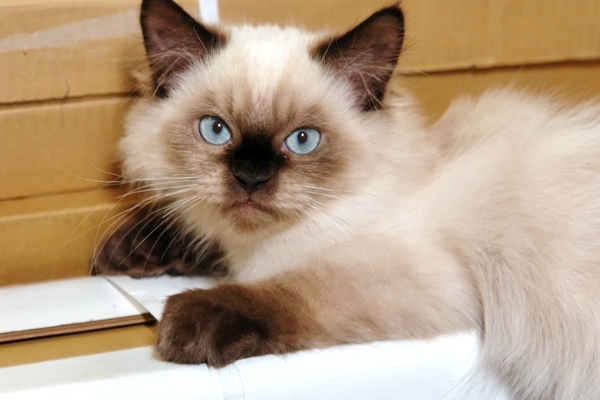 Himalayan Cat Himalayan Cat Bow Wow Meow Pet Insurance