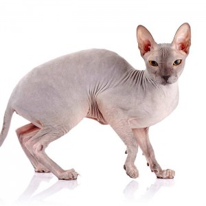 hypoallergenic-cats-bald-cat-sphinx Sphinx Cat Bow Wow Meow Pet Insurance