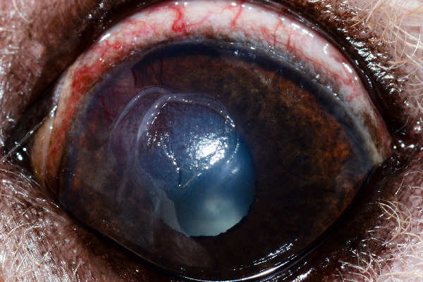 Corneal ulcer in dog