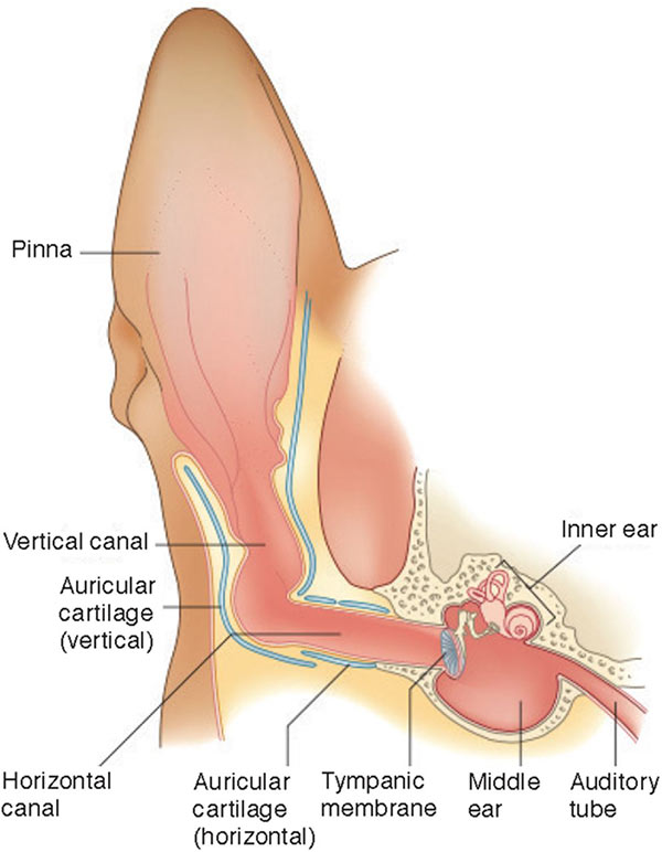 Ear infection in dogs and cats Bow Wow Meow