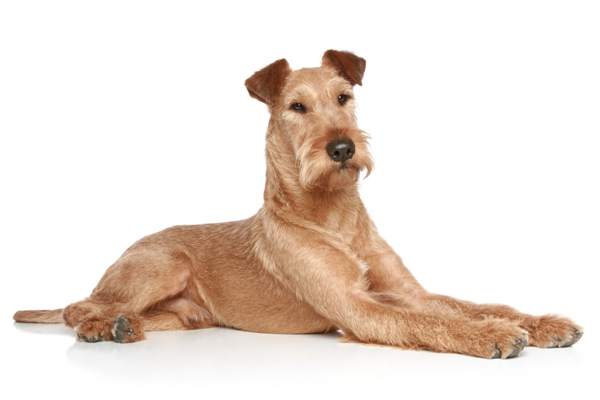 Irish Terrier Lying Down