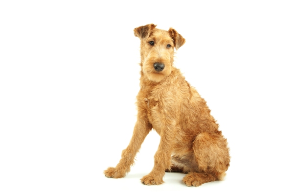 Irish Terrier Sitting