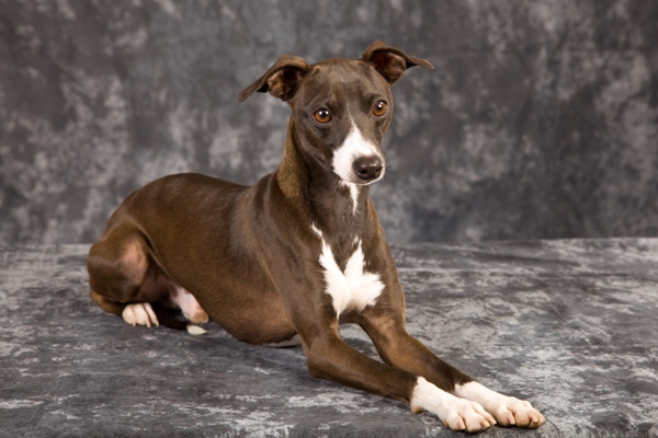 Italian Greyhound SItting Italian Greyhound Bow Wow Meow Pet Insurance