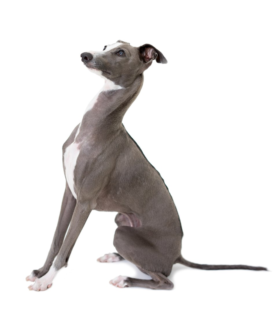 Italian Greyhound Italian Greyhound Bow Wow Meow Pet Insurance