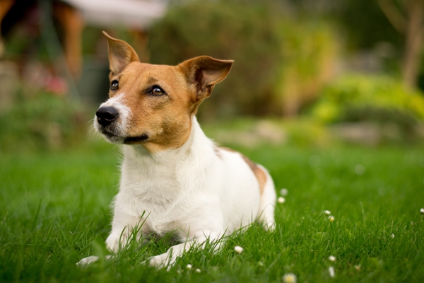 Jack Russell Lying Down Jack Russell Bow Wow Meow Pet Insurance