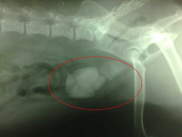 Bladder Xray. Urolithiasis.