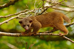 kinkajou on tree