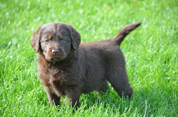 Labradoodle Puppies Labradoodle Bow Wow Meow Pet Insurance